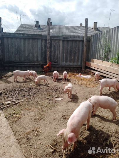 Продаю поросят