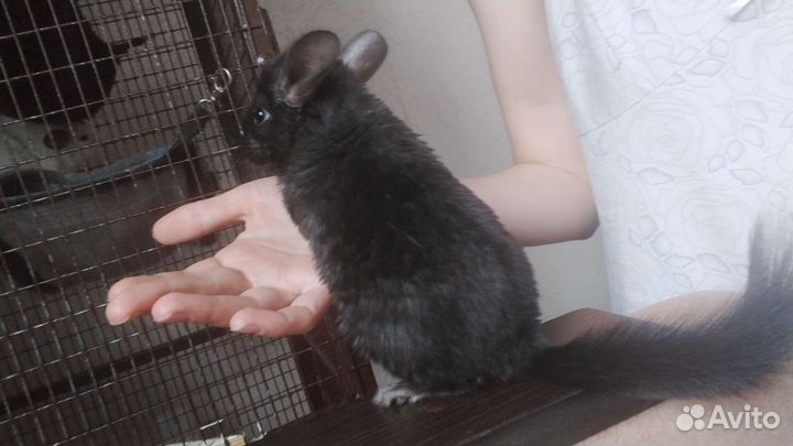Шиншилла