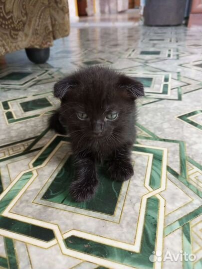 Шотландский вислоухий кот и кошечка