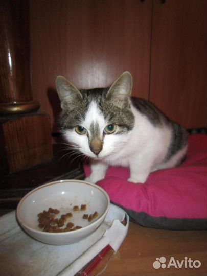 Отдам котиков