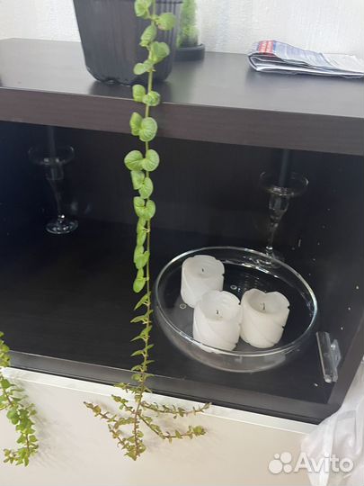 Вербейник монетчатый