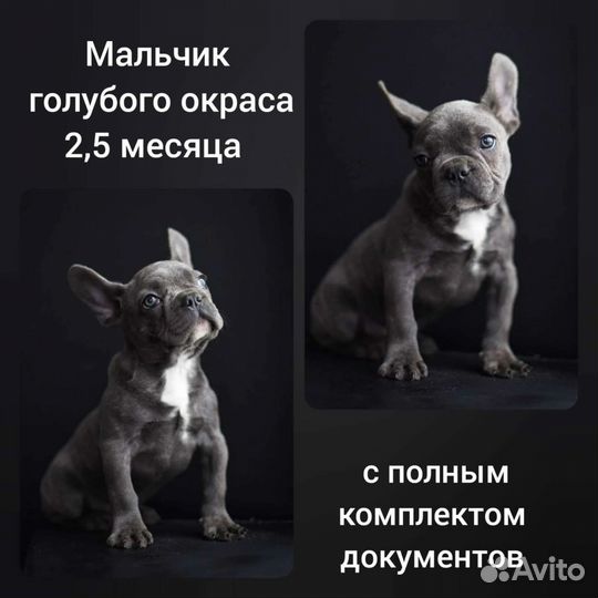 Цветные французы