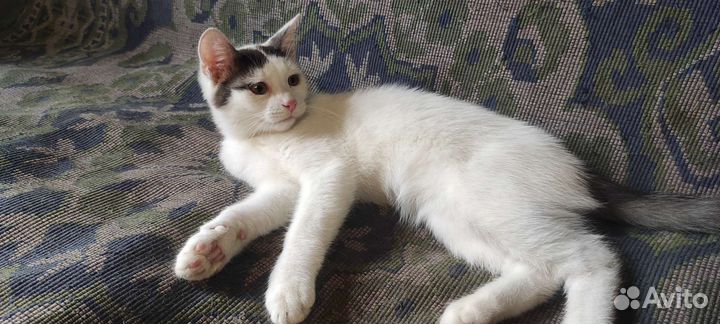 Котенок мальчик в дар