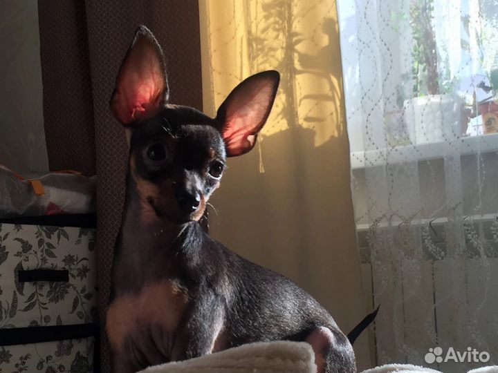 Мини Той-терьер вязка