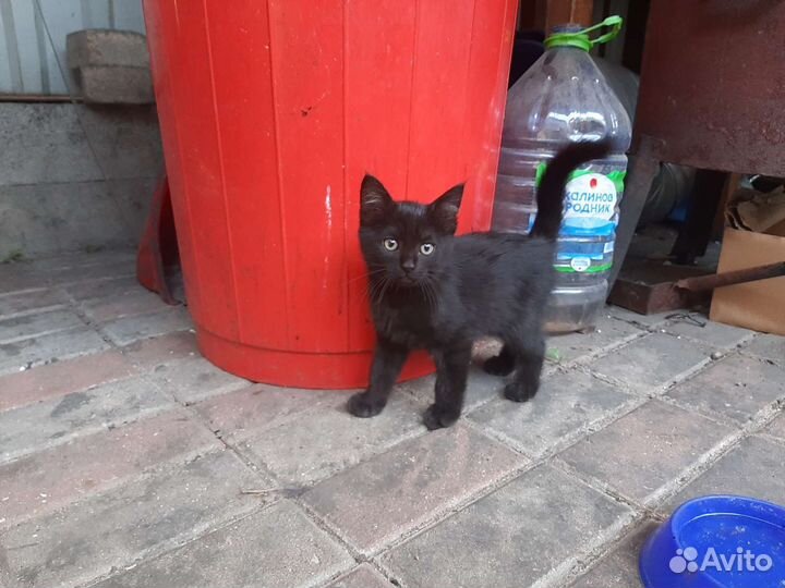 Котята 2,5 мес