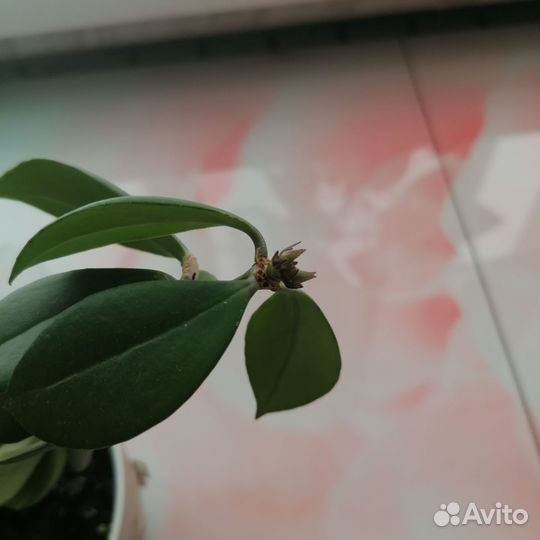 Цветок Эсхинантус, цветок помадка или искажённый