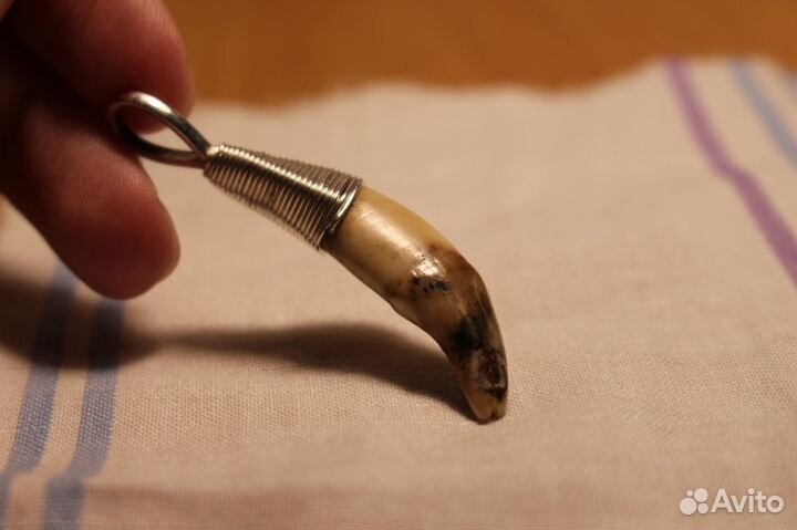 Ископаемый волчий зуб в серебряной оправе