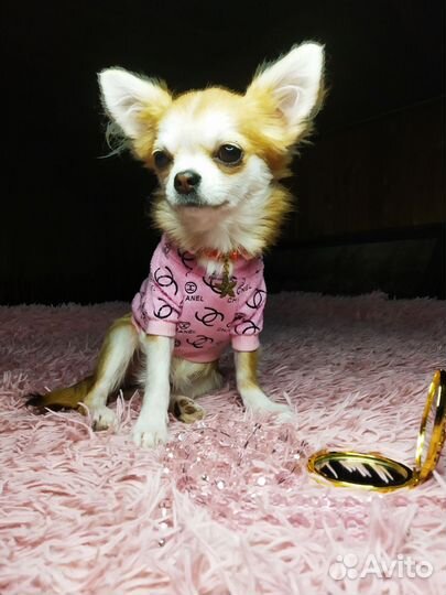 Чихуахуа.Девочка