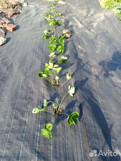 Рассада клубники