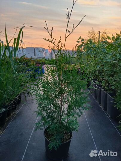 Туя западная Даника, Смарагд, Брабант