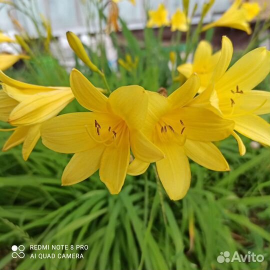 Садовые многолетники