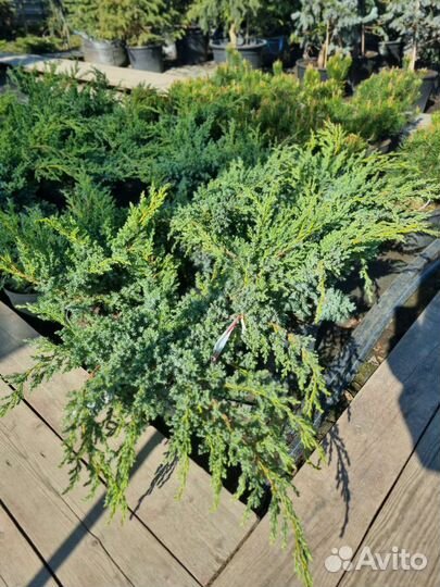 Можжевельники большой выбор