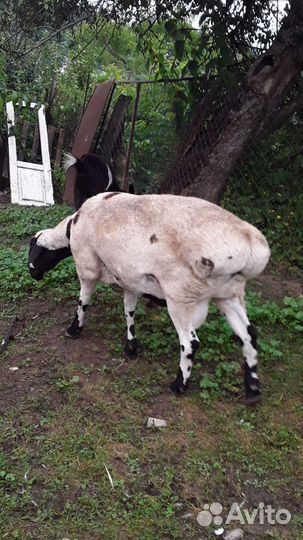 Племенной баран. Эльденбай