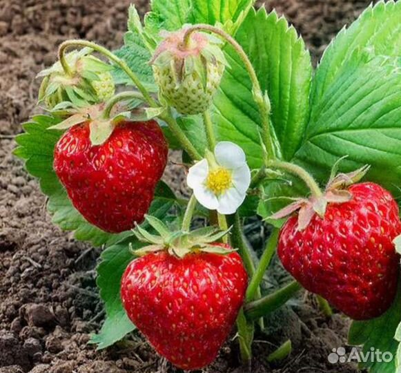 Рассада клубники