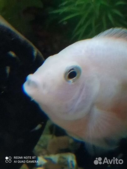 Аквариумные рыбки, Фламинго