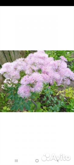 Василистник