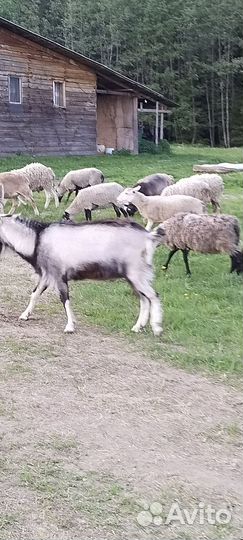 Овцы бараны