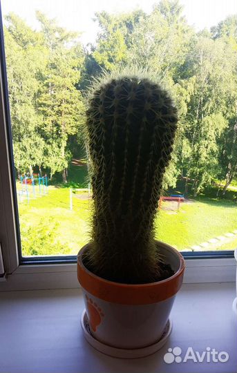 Эхинокактус Грузони