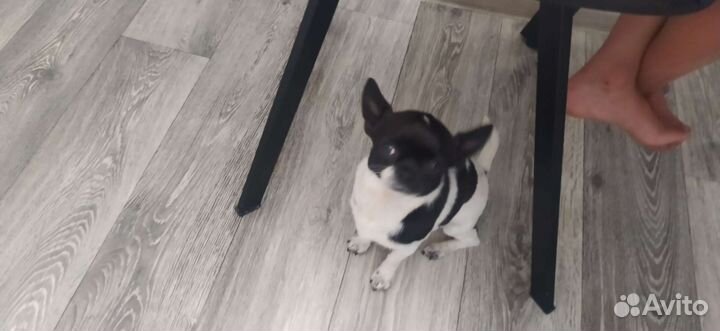 Чихуахуа мини