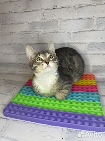 Котенок мушкетер Атос