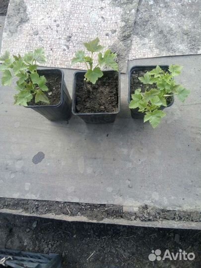 Саженцы черной,белой,красной смородины