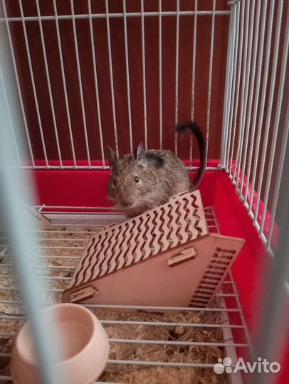 Белки Дегу(Чилийские белки)