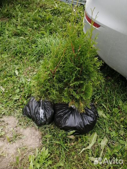 Туя западная смарагд