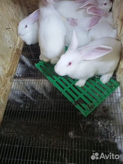 Продам кролика белый паннон