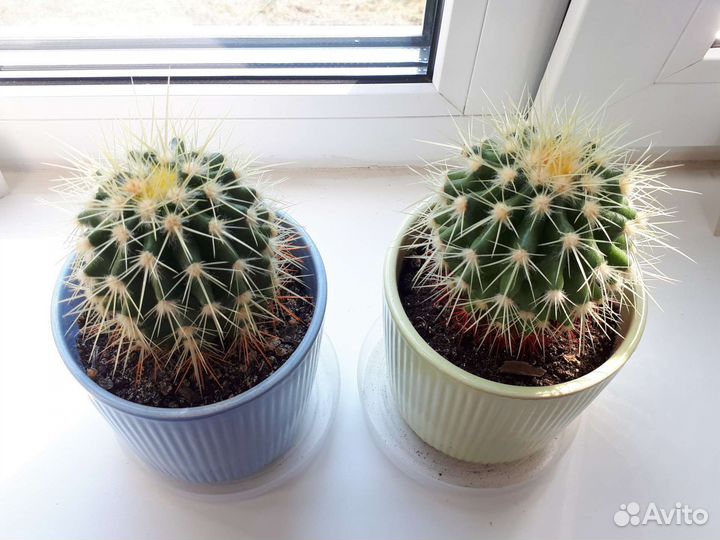 Кактусы и суккуленты