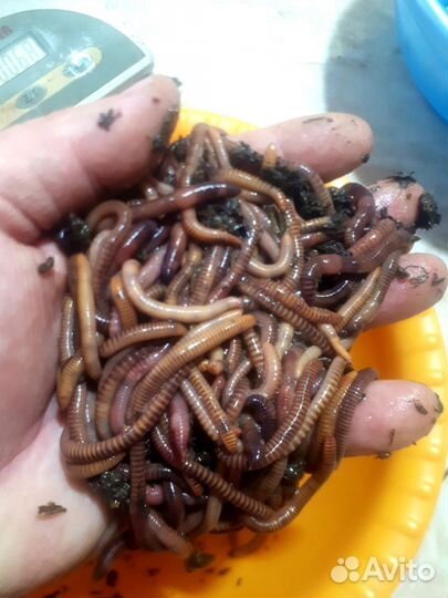 Калифорнийские черви