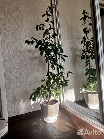 Фикус бенджамина