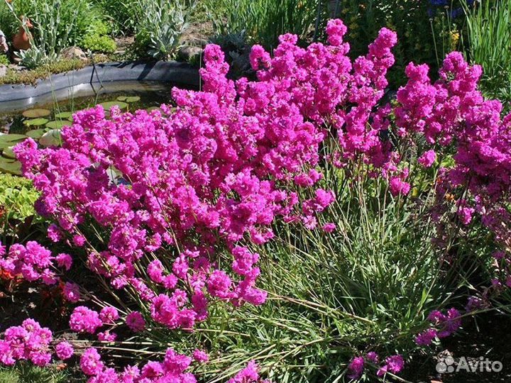 Лихнис смолка