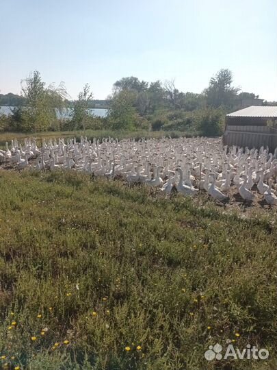 Гуси белые продам