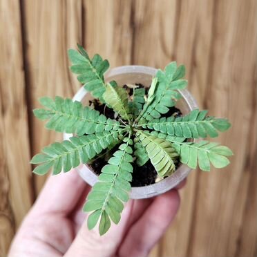 Биофитум чувствительный