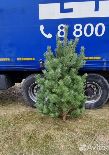 Сосна (елка) Новогодняя