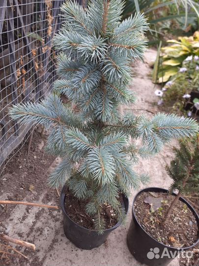 Елочка голубая