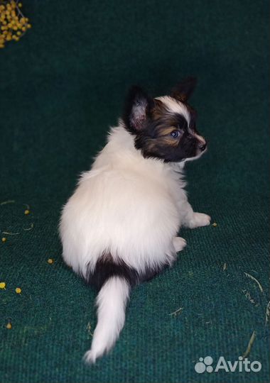 Папийон щенок