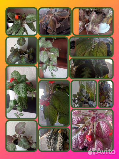 Эписции много сортов