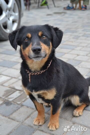 Выгульщик собак