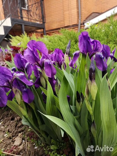 Цветы многолетние