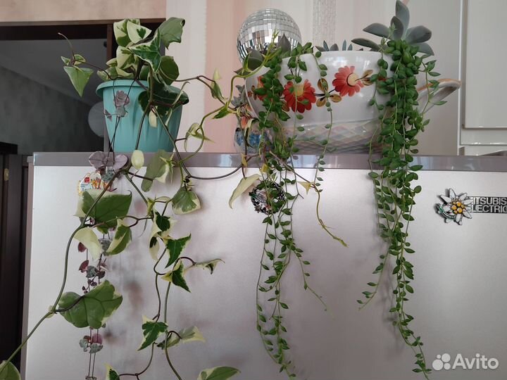 Крестовник Герейна, крупноязычковый, церопегия Вуд