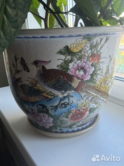 Комнатные цветы