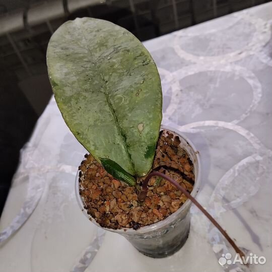 Хойя Митрата сильвер