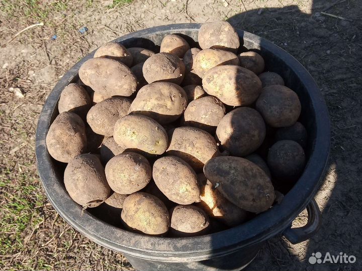 Семенной картофель