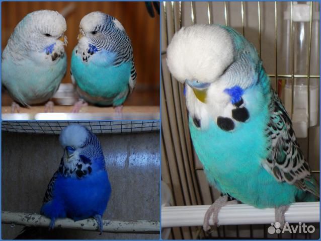 Попугаи выставочные 