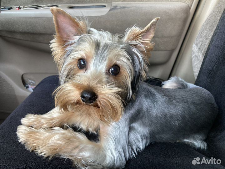 Вязка йорка