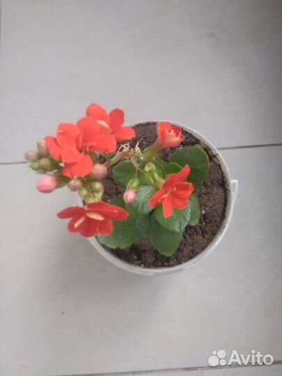 Комнатные растения