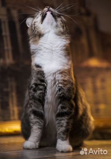 Кошка в добрые руки