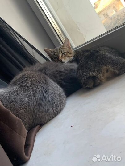 Кошка в дар бесплатно