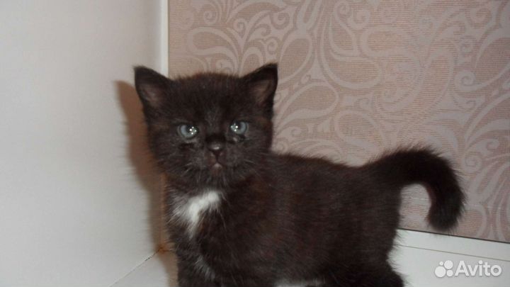 Очаровательная киса